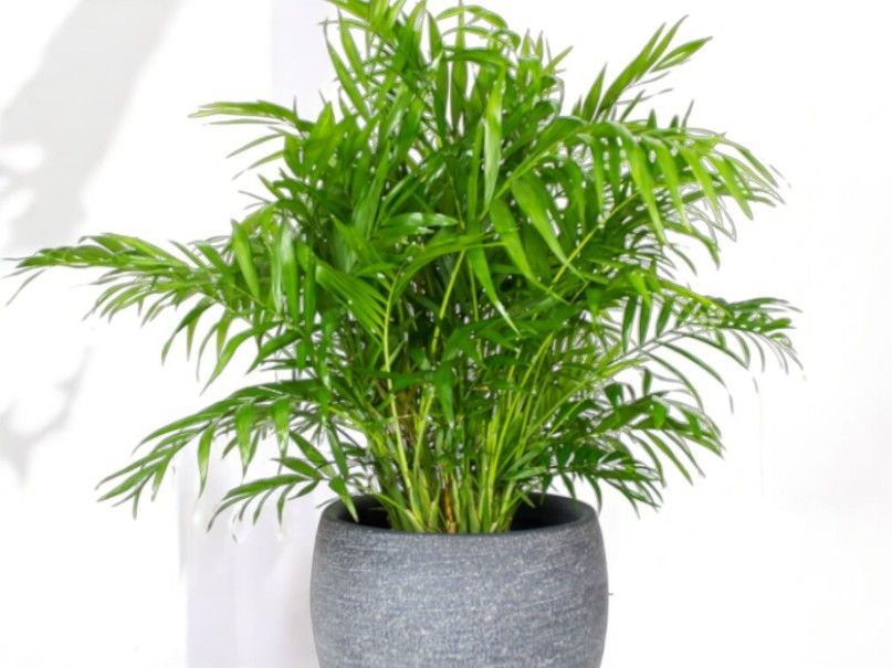 フローリストナオ