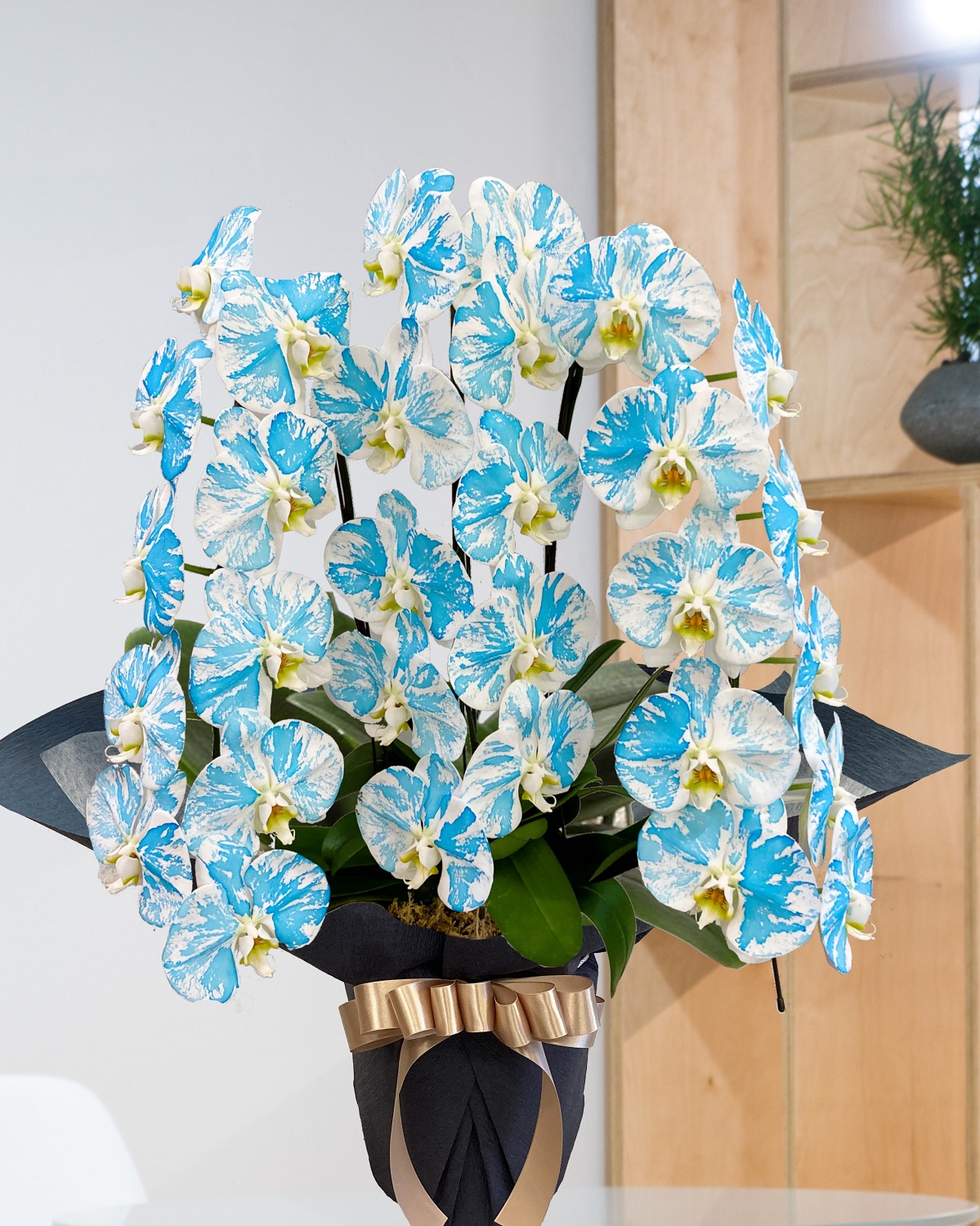 青かすり3本立胡蝶蘭 横浜の花屋florist Naoは無料配達 関内 みなとみらいなど配達実績多数